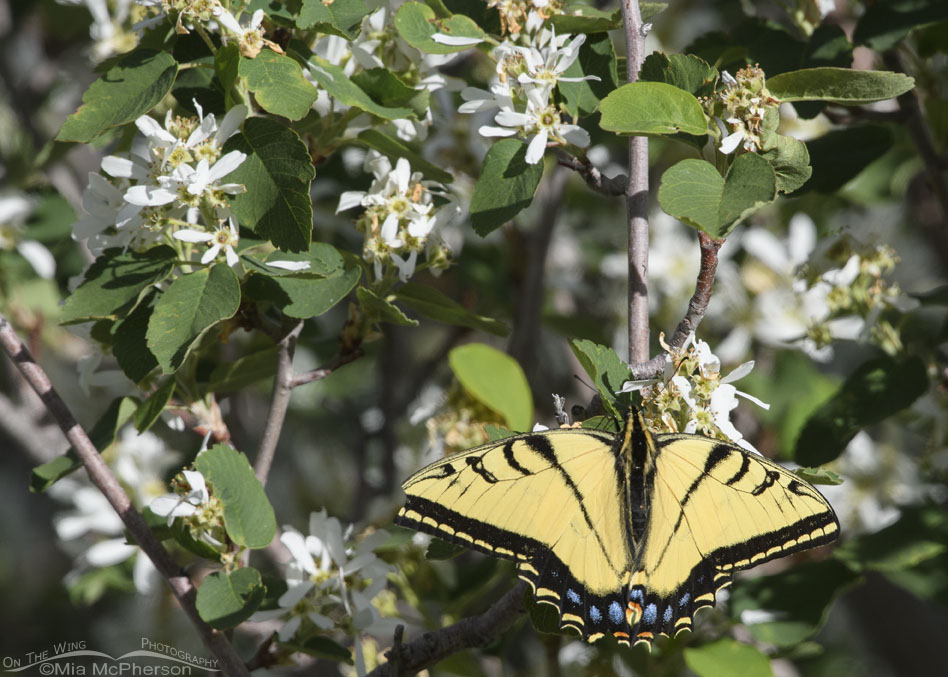 Two-tailed Swallowtail butterfly on a blooming serviceberry, Wasatch Mountains, Summit County, Utah