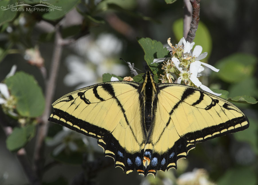 Two-tailed Swallowtail butterfly on serviceberry blooms close up, Wasatch Mountains, Summit County, Utah
