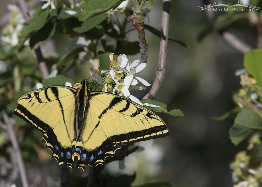 Two-tailed Swallowtail butterfly resting on serviceberry blossoms, Wasatch Mountains, Summit County, Utah