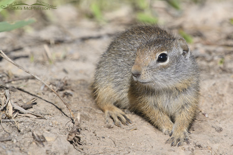 Cute baby Uinta Ground Squirrel in June, Wasatch Mountains, Summit County, Utah