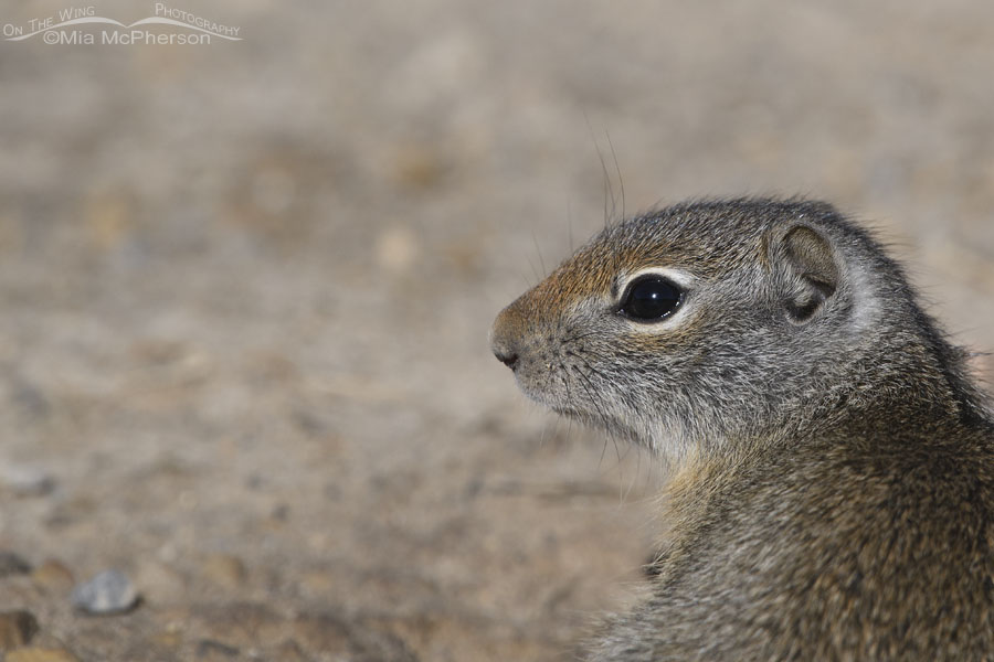 Baby Uinta Ground Squirrel portrait, Wasatch Mountains, Summit County, Utah