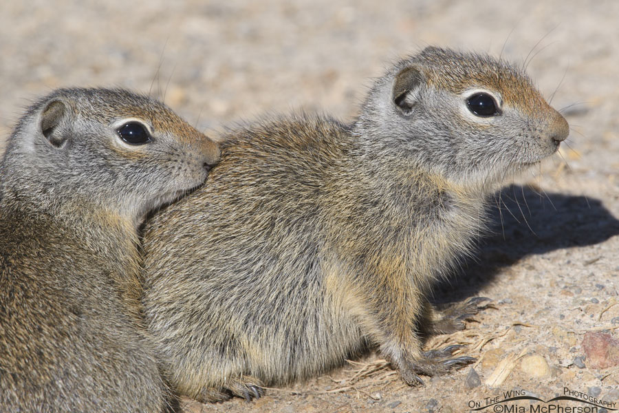 Cuddling baby Uinta Ground Squirrels, Wasatch Mountains, Summit County, Utah