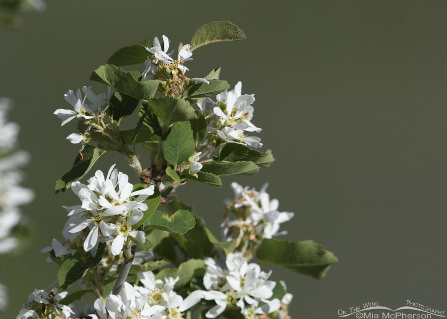 Flowering Serviceberry in the Wasatch Mountains, Summit County, Utah
