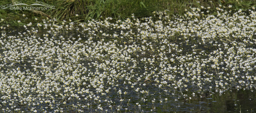 White Water Crowfoot in bloom, Wasatch Mountains, Summit County, Utah