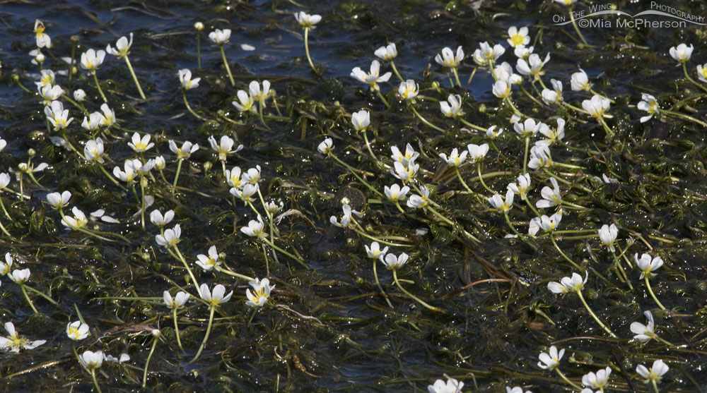 White Water Crowfoot blossoms, Wasatch Mountains, Summit County, Utah