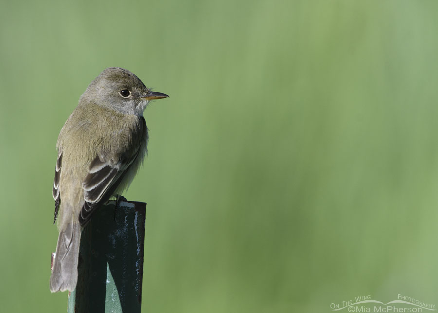 Creekside Willow Flycatcher, Wasatch Mountains, Morgan County, Utah