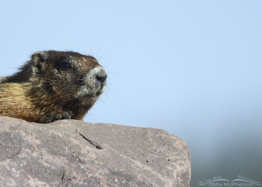 Yellow-bellied Marmot in the high Uintas, Uinta Mountains, Uinta National Forest, Summit County, Utah