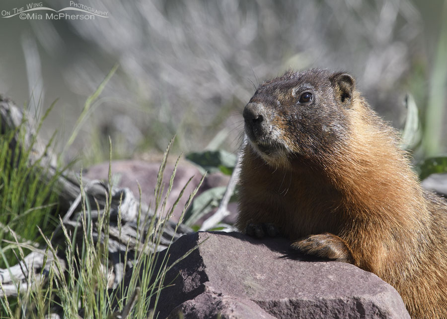 Yellow-bellied Marmot in the Uinta Mountains, Uinta National Forest, Summit County, Utah