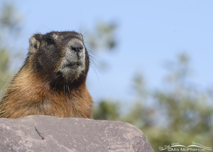 Adult Yellow-bellied Marmot in the Uinta National Forest, Uinta Mountains, Uinta National Forest, Summit County, Utah