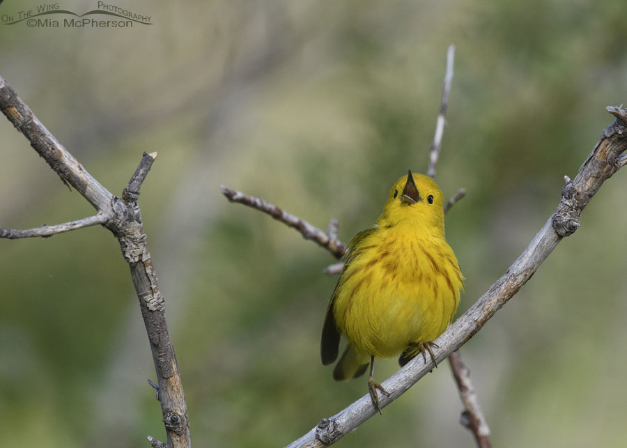 Male Yellow Warbler singing in low light, Wasatch Mountains, Summit County, Utah