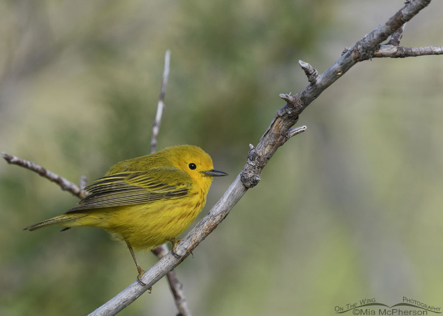Low light male Yellow Warbler, Wasatch Mountains, Summit County, Utah
