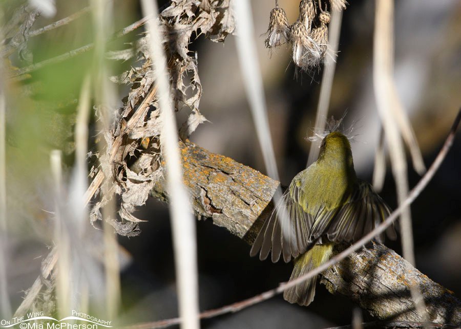 Female Yellow Warbler gathering nesting materials, Wasatch Mountains, Summit County, Utah