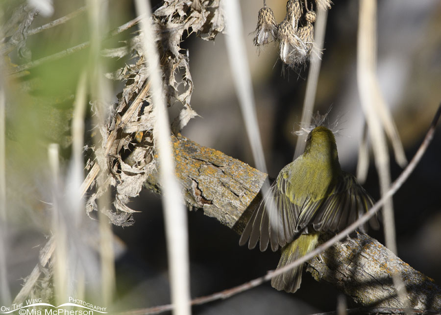 Female Yellow Warbler gathering nesting materials, Wasatch Mountains, Summit County, Utah