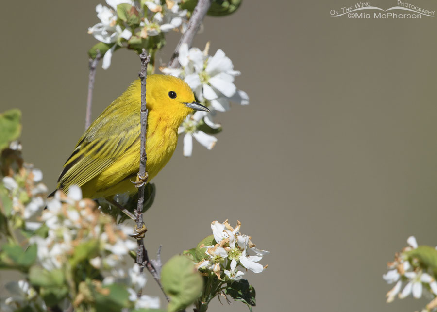 Male Yellow Warbler and serviceberry blossoms, Wasatch Mountains, Morgan County, Utah