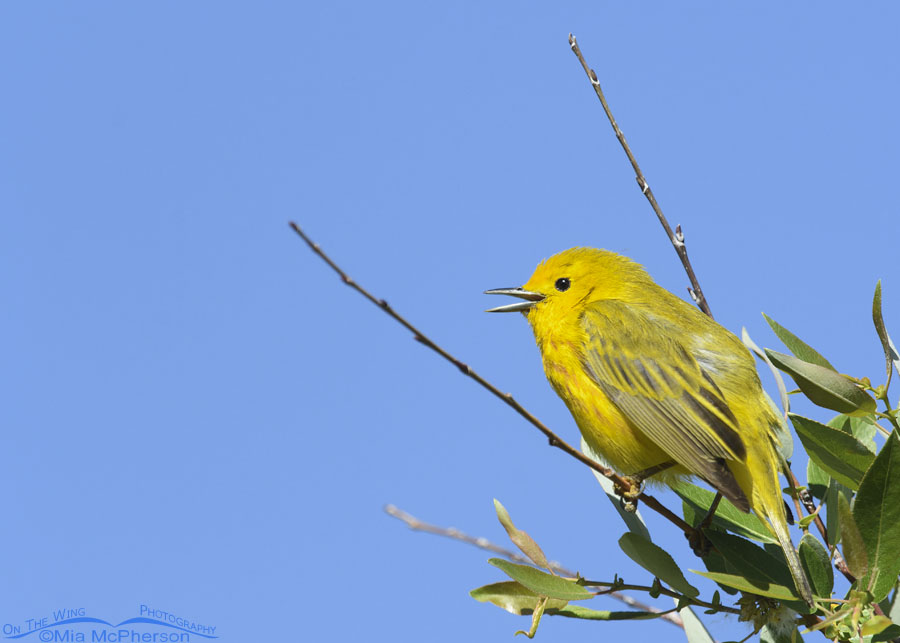 Male Yellow Warbler and a bright blue sky, Wasatch Mountains, Summit County, Utah