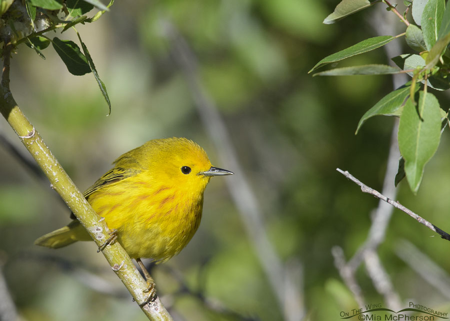 Male Yellow Warbler perched in a willow thicket, Wasatch Mountains, Summit County, Utah