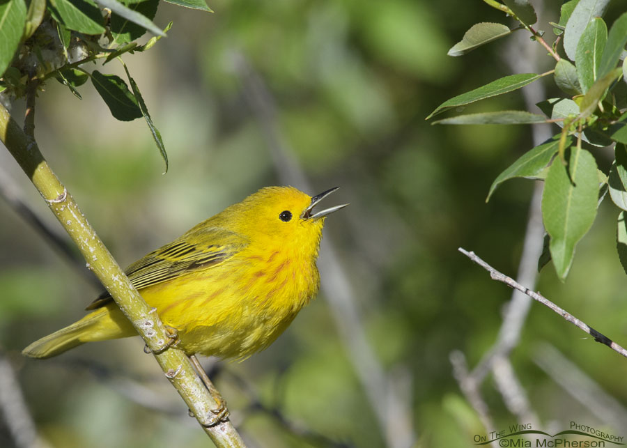 Male Yellow Warbler singing in a willow thicket, Wasatch Mountains, Summit County, Utah