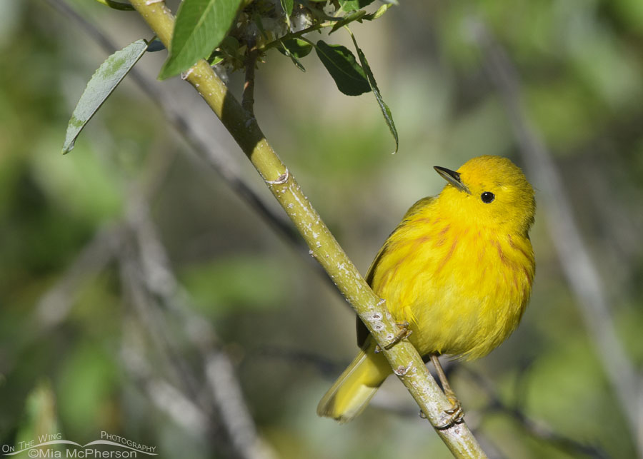 Male Yellow Warbler peering out of a willow thicket, Wasatch Mountains, Summit County, Utah