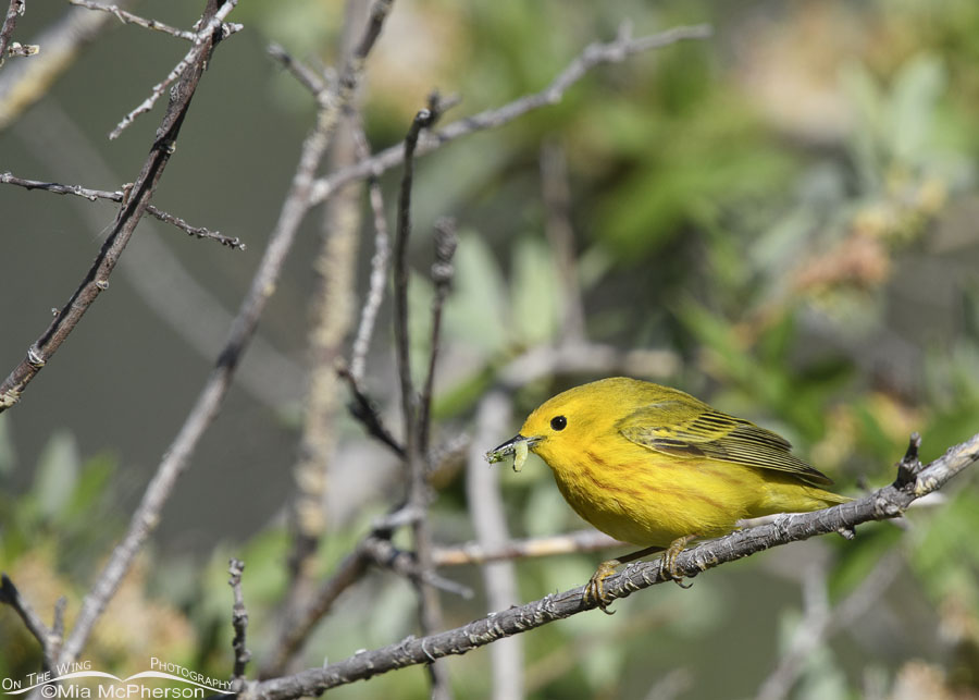 Male Yellow Warbler with food for his young, Wasatch Mountains, Summit County, Utah