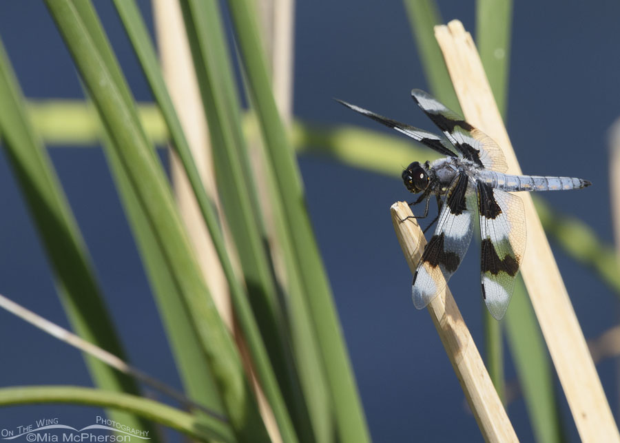 Male Eight-spotted Skimmer at Glover Pond, Farmington Bay WMA, Davis County, Utah