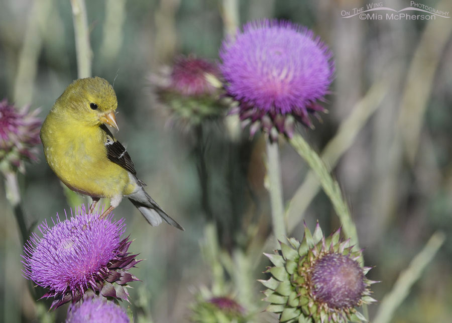 Female American Goldfinch perched on a thistle, Wasatch Mountains, Summit County, Utah