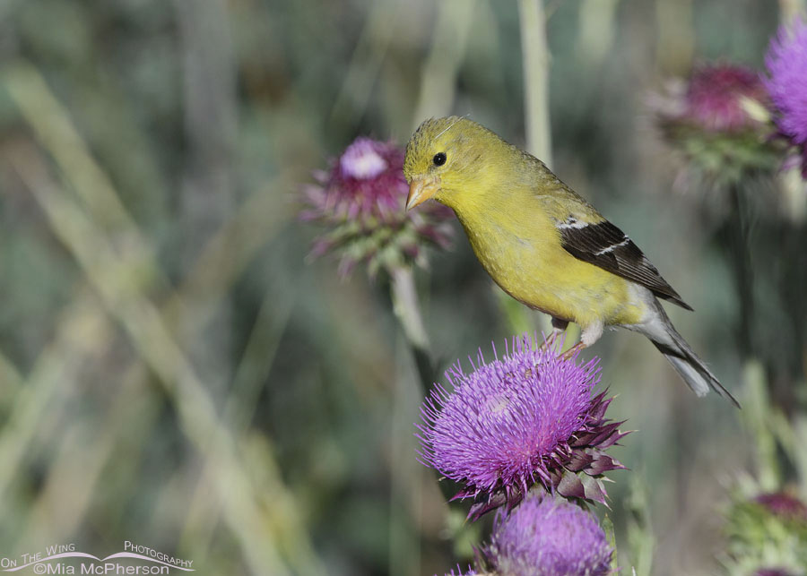 American Goldfinch female perching on a thistle, Wasatch Mountains, Summit County, Utah