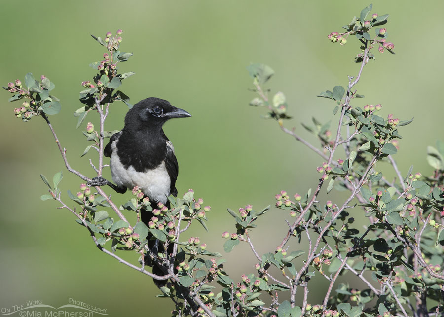 Young Black-billed Magpie perched among serviceberries, Wasatch Mountains, Summit County, Utah