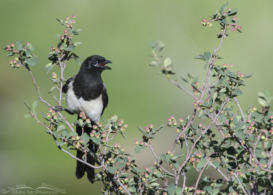 Calling young Black-billed Magpie in a serviceberry shrub, Wasatch Mountains, Summit County, Utah