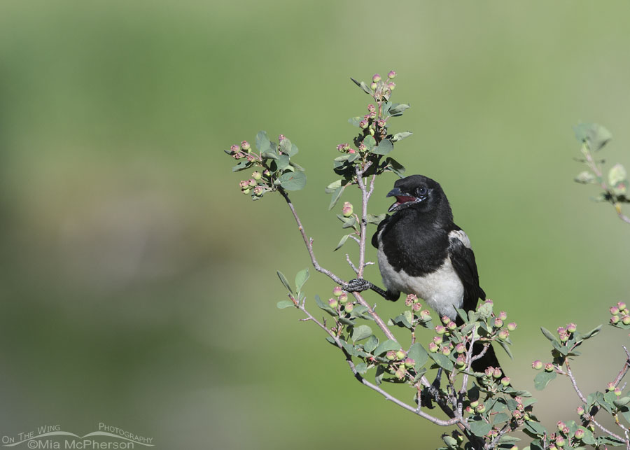 Immature Black-billed Magpie on a serviceberry in the mountains, Wasatch Mountains, Summit County, Utah
