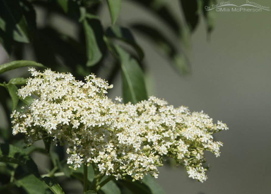 Blue Elderberry blossoms in the Wasatch Mountains, Summit County, Utah