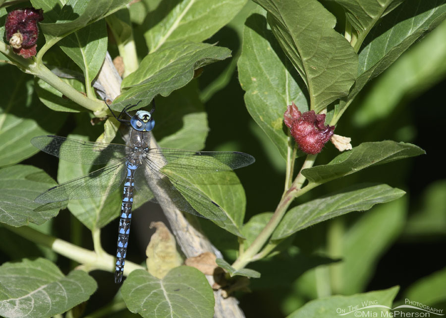 California Darner Dragonfly Images