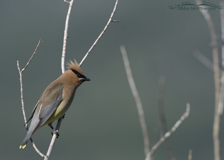 Adult Cedar Waxwing on top of a willow thicket, Wasatch Mountains, Morgan County, Utah
