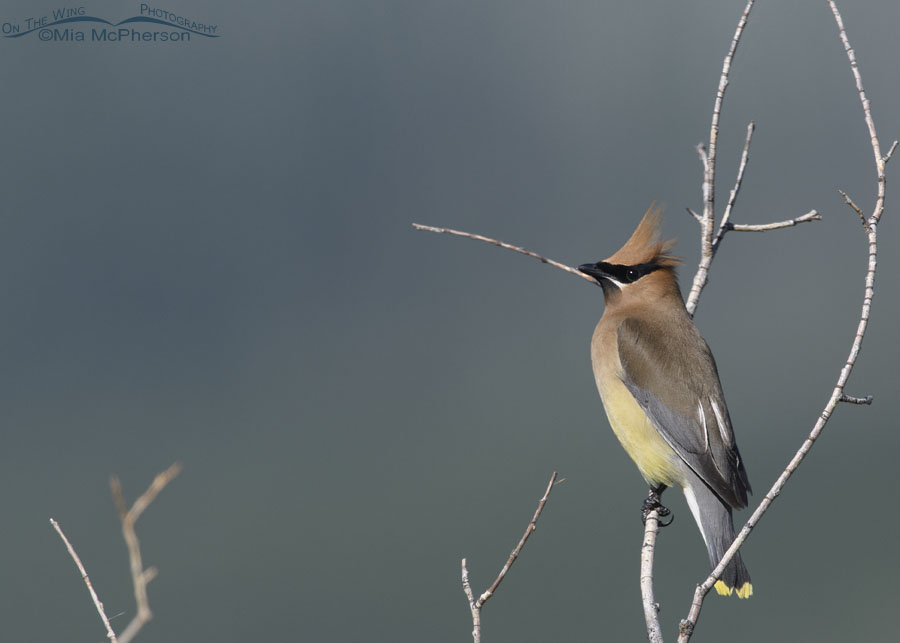 Cedar Waxwing with a raised crest, Wasatch Mountains, Morgan County, Utah