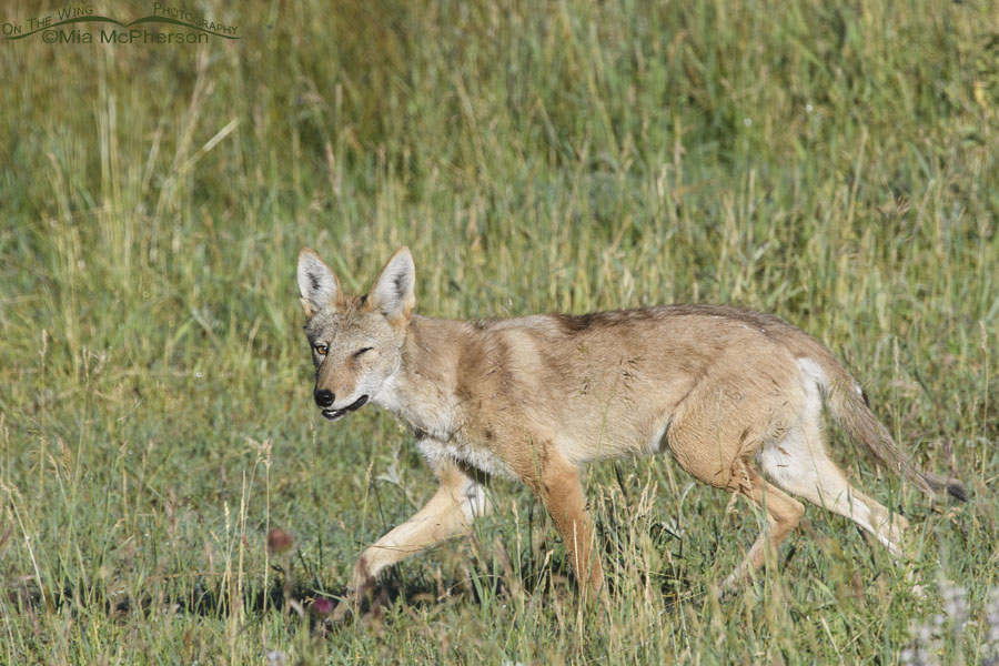 Young Coyote with an injured eye, Wasatch Mountains, Summit County, Utah