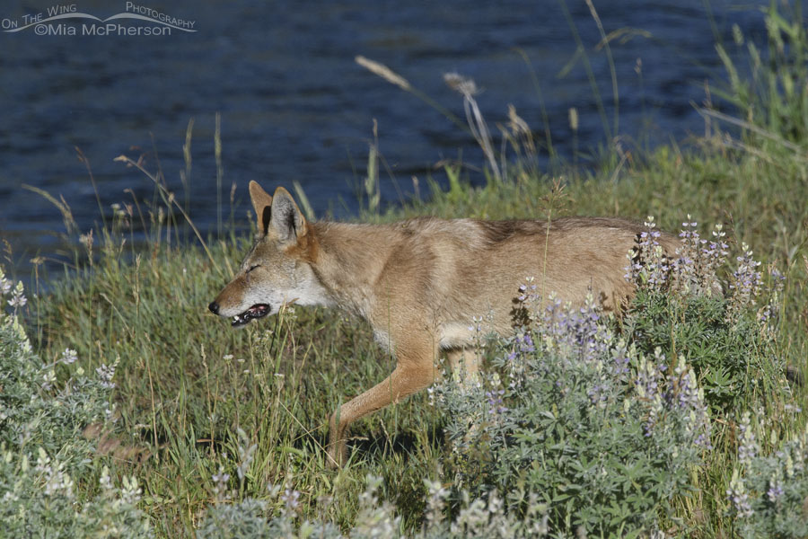 Young Coyote near a creek, Wasatch Mountains, Summit County, Utah