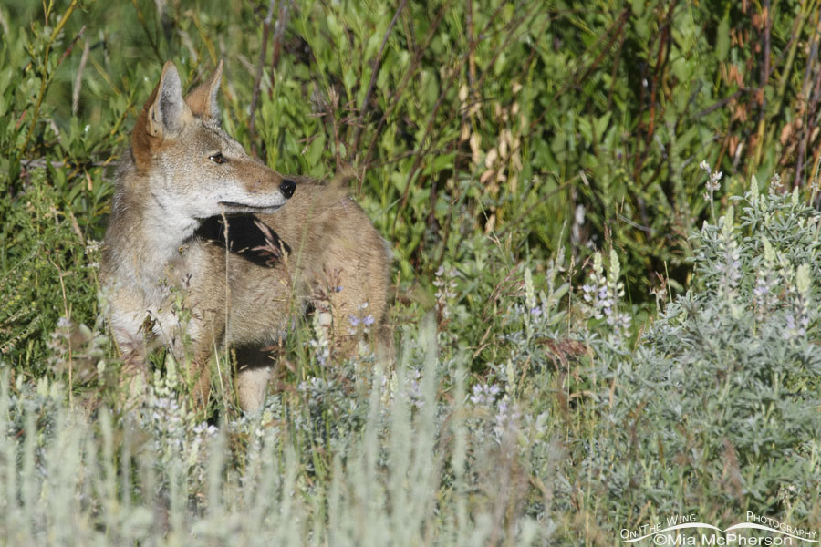 Young Coyote with an eye on a rancher, Wasatch Mountains, Summit County, Utah