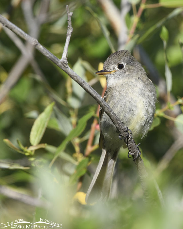 Adult Dusky Flycatcher in willows, Wasatch Mountains, Summit County, Utah