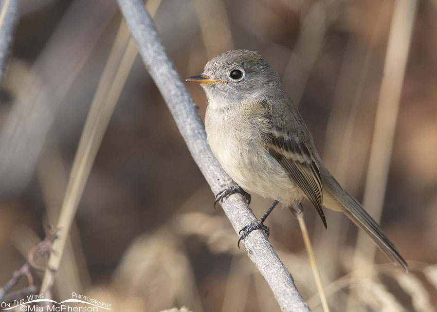 Immature Dusky Flycatcher in the Wasatch Mountains, Morgan County, Utah