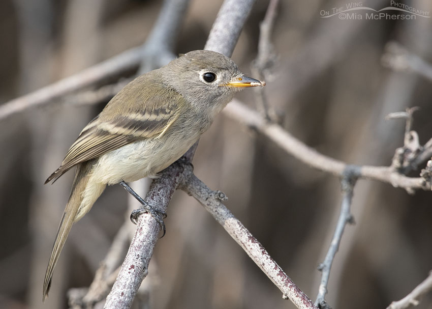 Immature Dusky Flycatcher with a tiny caterpillar, Wasatch Mountains, Morgan County, Utah