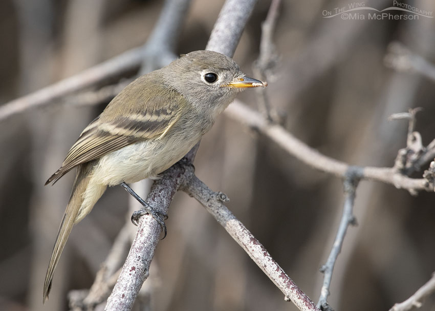 Dusky Flycatcher Images