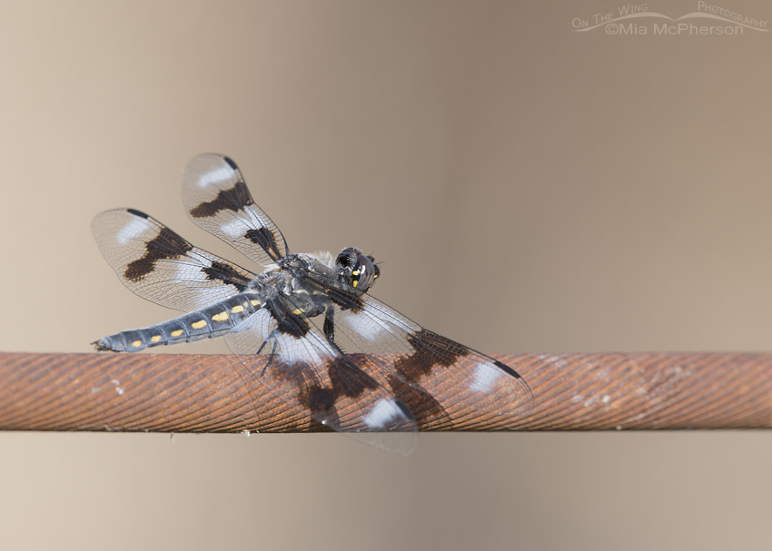 Eight-spotted Skimmer on a rusty wire, Box Elder County, Utah