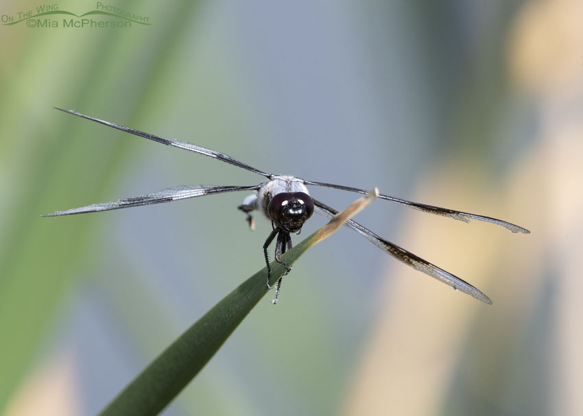Eight-spotted Skimmer Dragonfly Head On, Farmington Bay WMA, Davis County, Utah