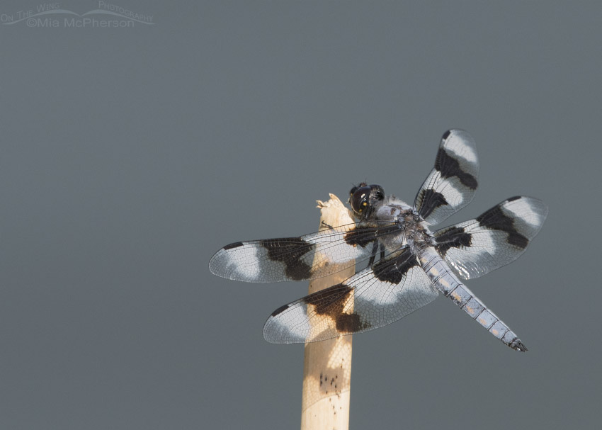 Eight-spotted Skimmer Images