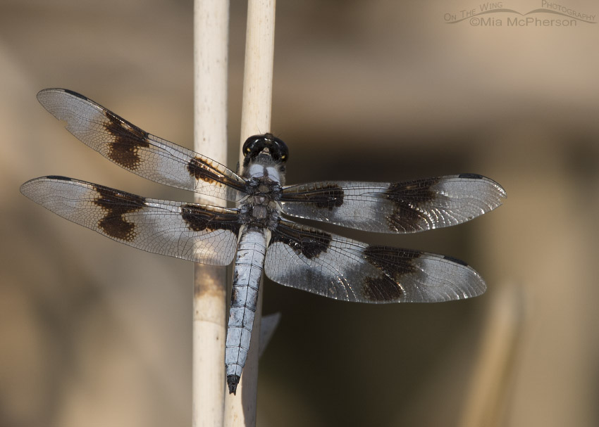 Eight-spotted Skimmer Dragonfly Images