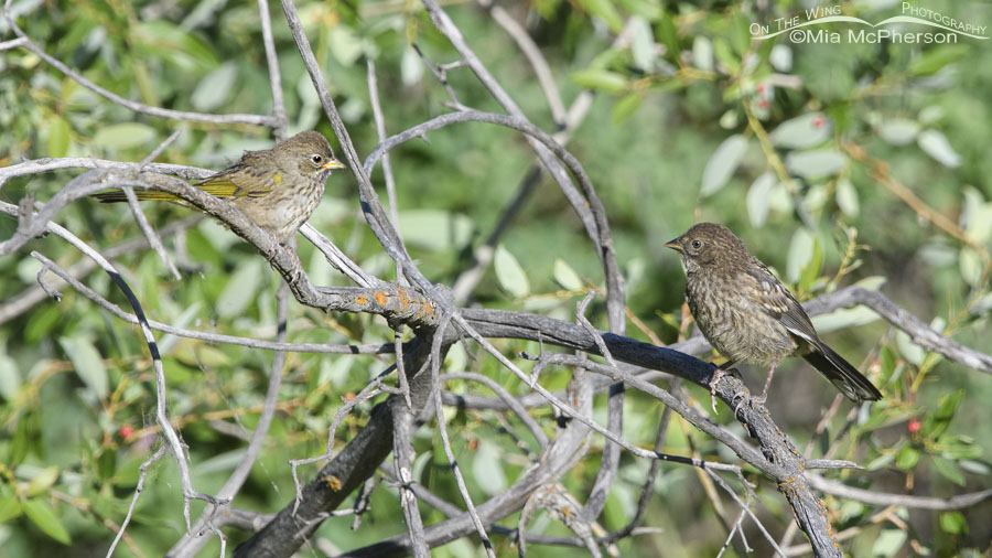 Juvenile Green-tailed and Spotted Towhee comparison, Wasatch Mountains, Summit County, Utah