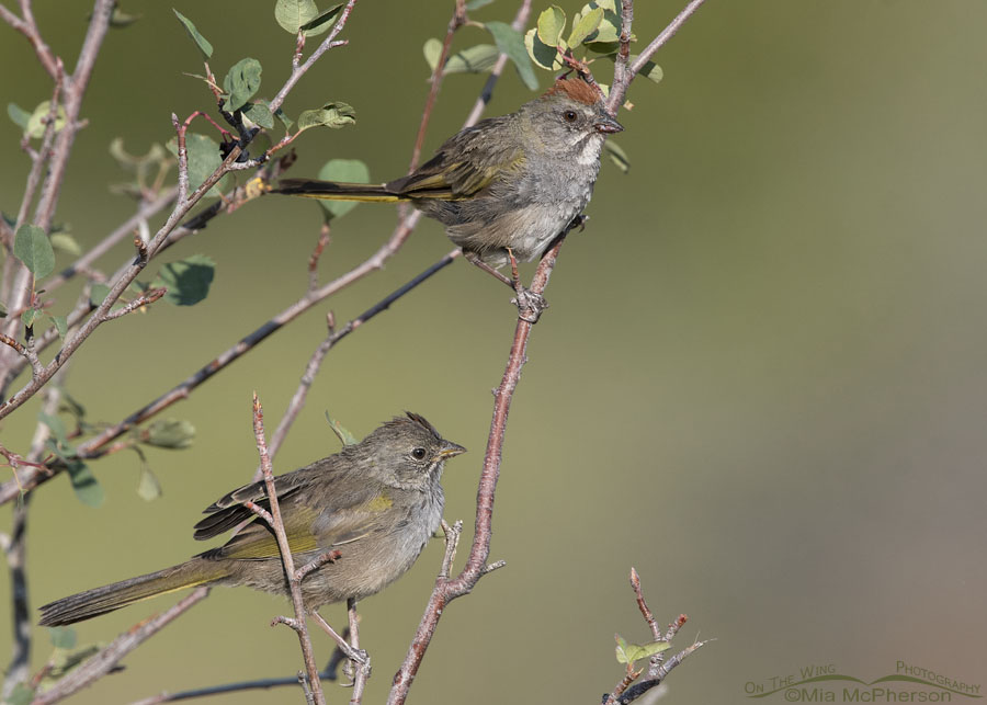 Adult and immature Green-tailed Towhees in a serviceberry, Wasatch Mountains, Summit County, Utah