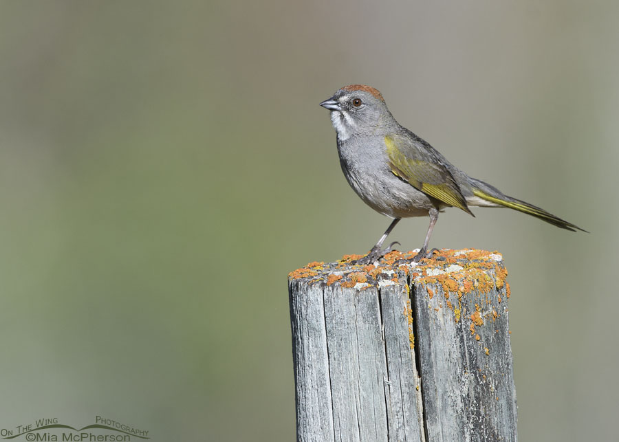 Green-tailed Towhee adult on a spring morning, Wasatch Mountains, Morgan County, Utah