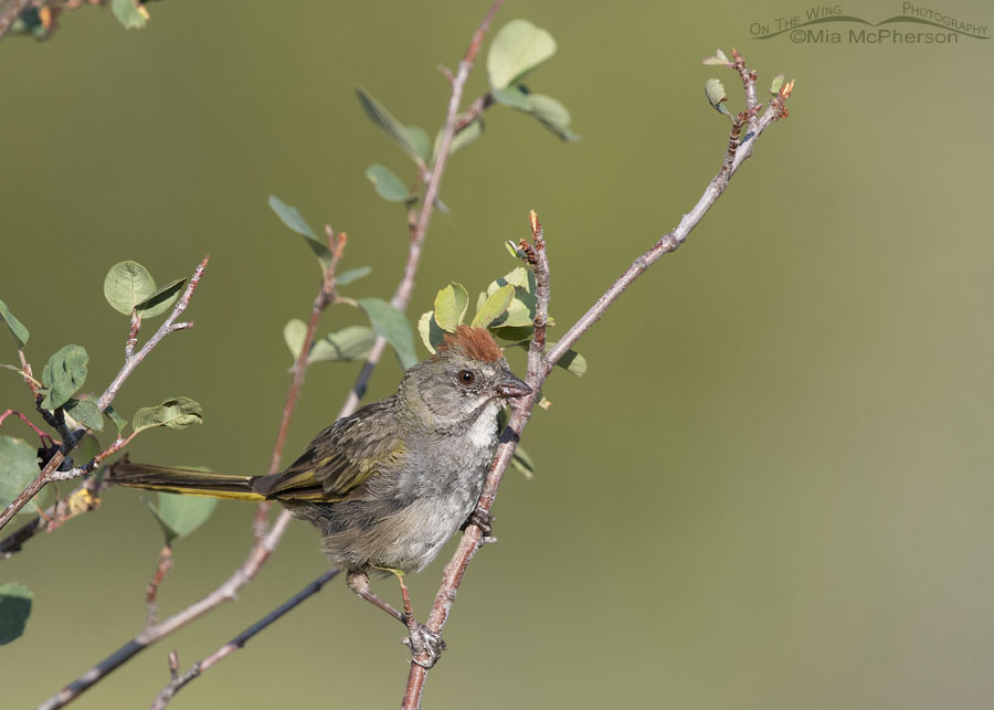 Green-tailed Towhee adult foraging in a serviceberry bush, Wasatch Mountains, Summit County, Utah