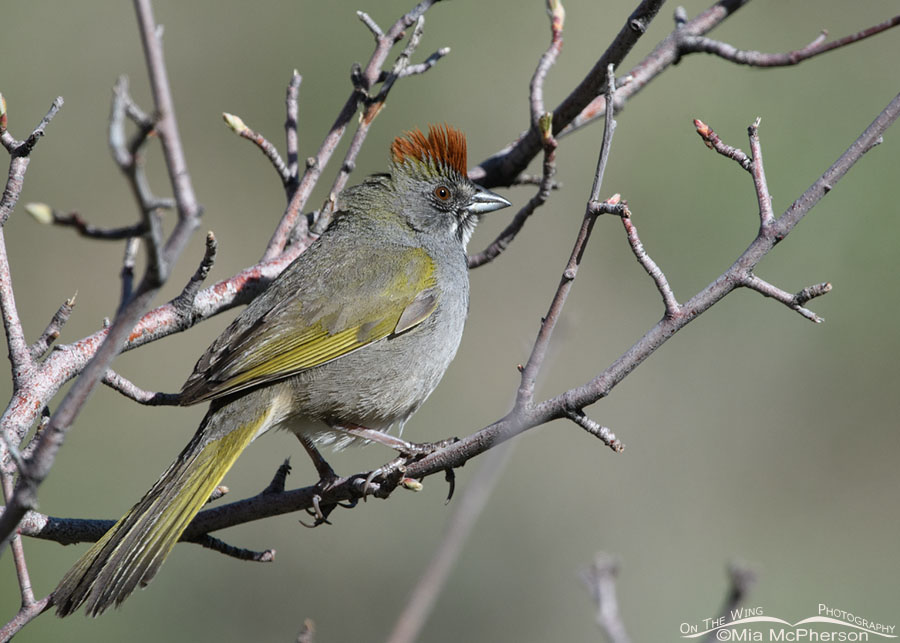 Adult Green-tailed Towhee high in the mountains, Wasatch Mountains, Morgan County, Utah
