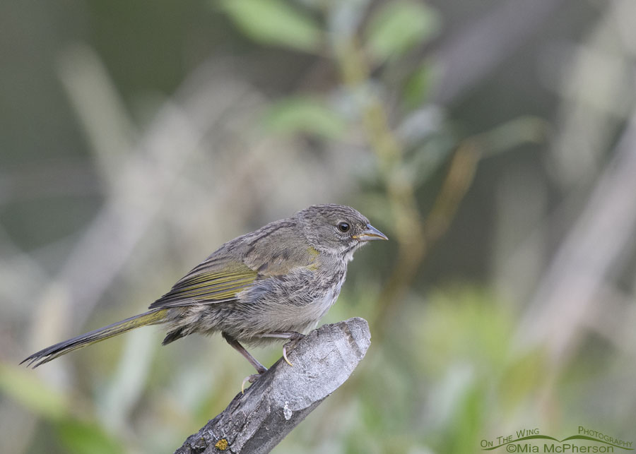 Young Green-tailed Towhee in low light, Wasatch Mountains, Summit County, Utah